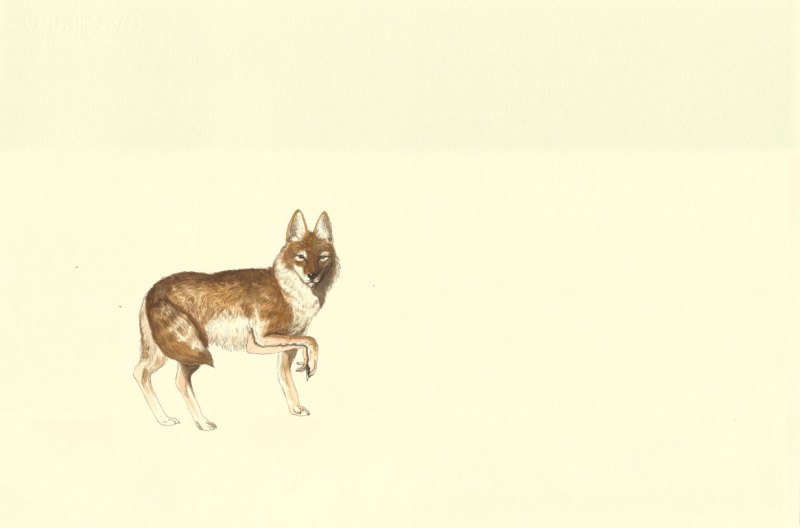 Portando un coyote Mariana Magdaleno Ink and watecolor on cotton paper 38 x 56 cm