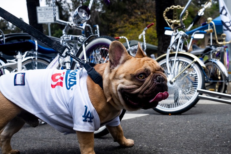 A French bulldog in a Dodger jersey.