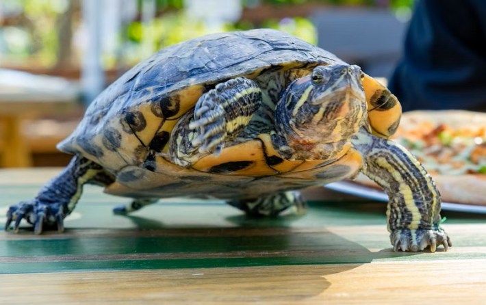 A red eared slider turtle on a restaurant table.