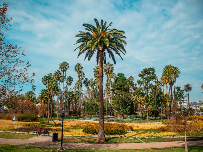 A big palm tree adjacent to the path in in Echo Park