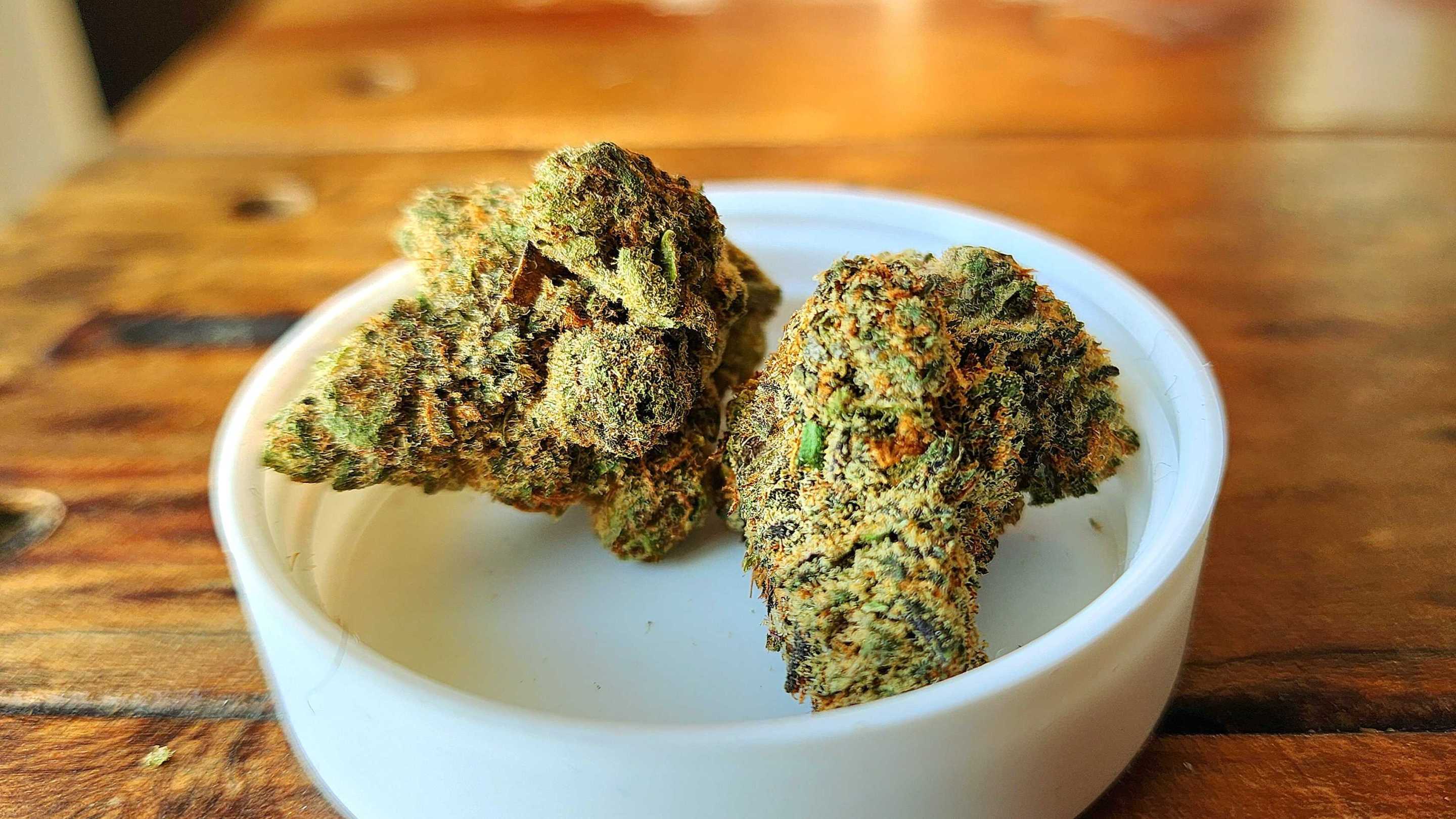 Two frosty looking nugs of Lemon Drop sit on top of a plastic container.