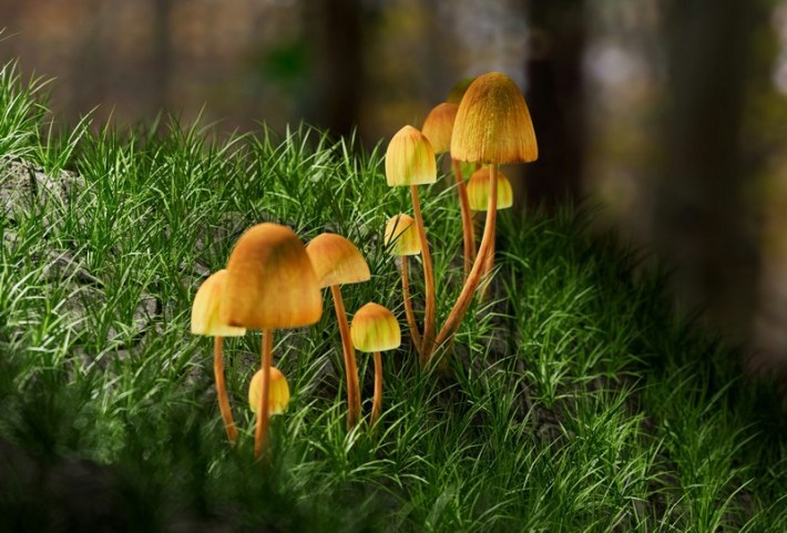 Yellow psilocybin mushrooms in a forest