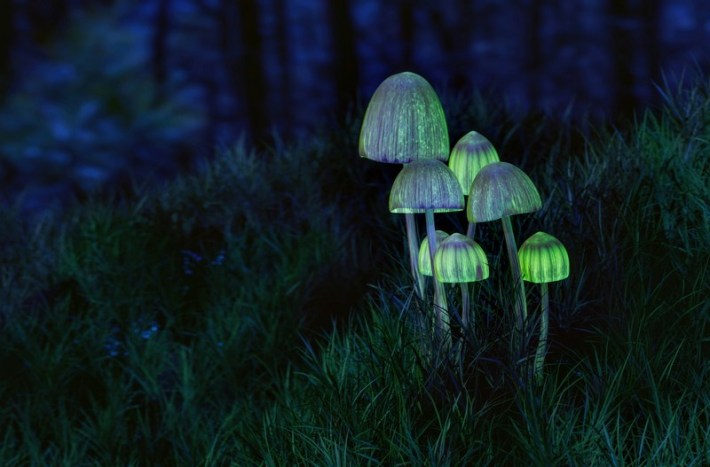 7 glowing green mushrooms in a forest, growing in thick grass