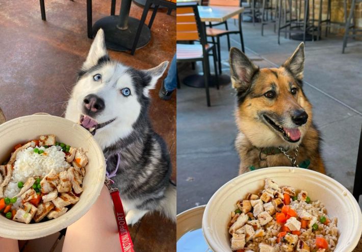 Cute pups getting ready to dig in on their chicken and veggie bowls.