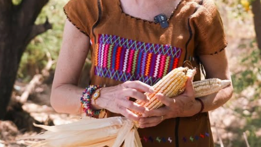 Photo of Sheinbaum holding an ear of corn.