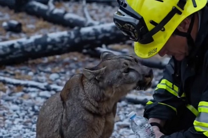 Fake AI-generated image of a firefighter petting a cougar.