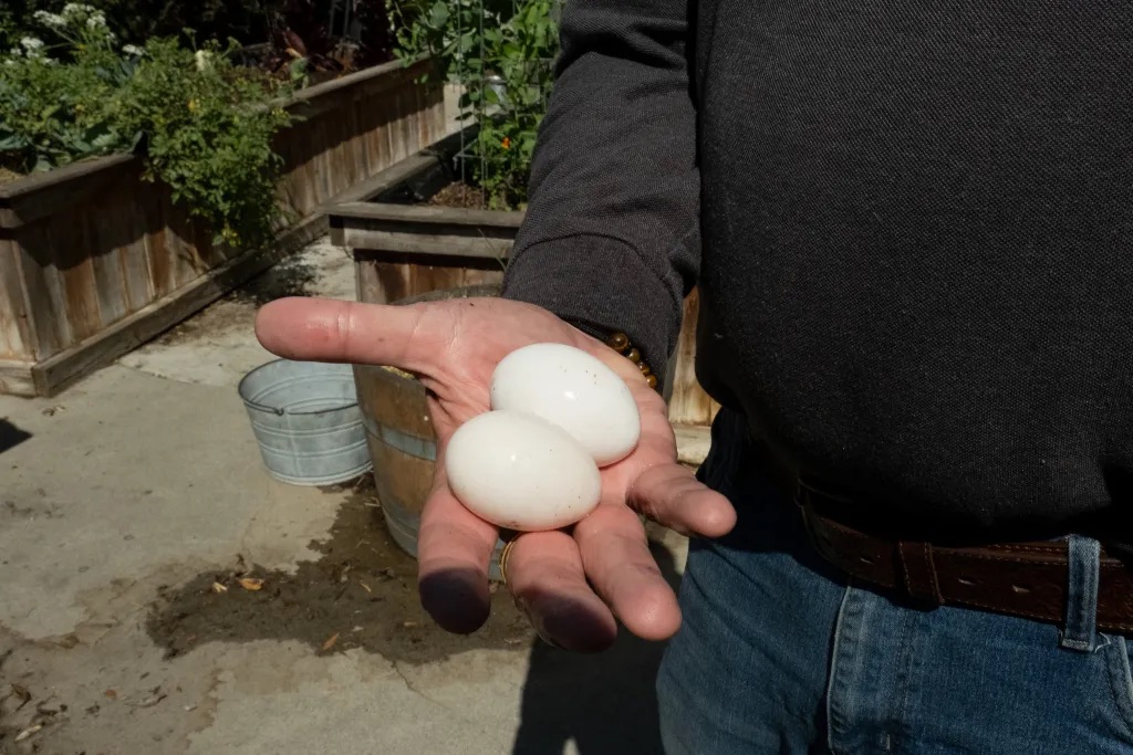 Eggs in Boyle Heights