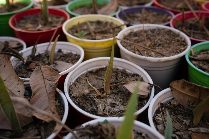 Agave amarillo seedlings that Japo planted knowing he will never get to see them grow.