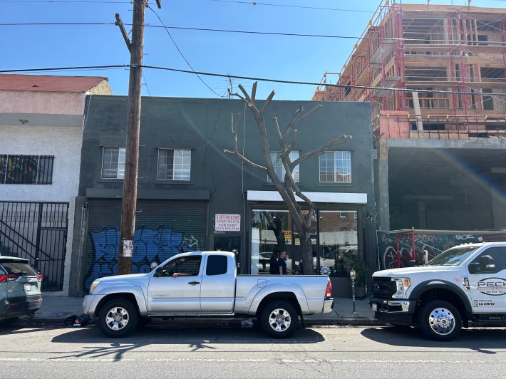 An excessively trimmed pink trumpet tree in front of a new hair salon at 718 North Virgil Avenue.