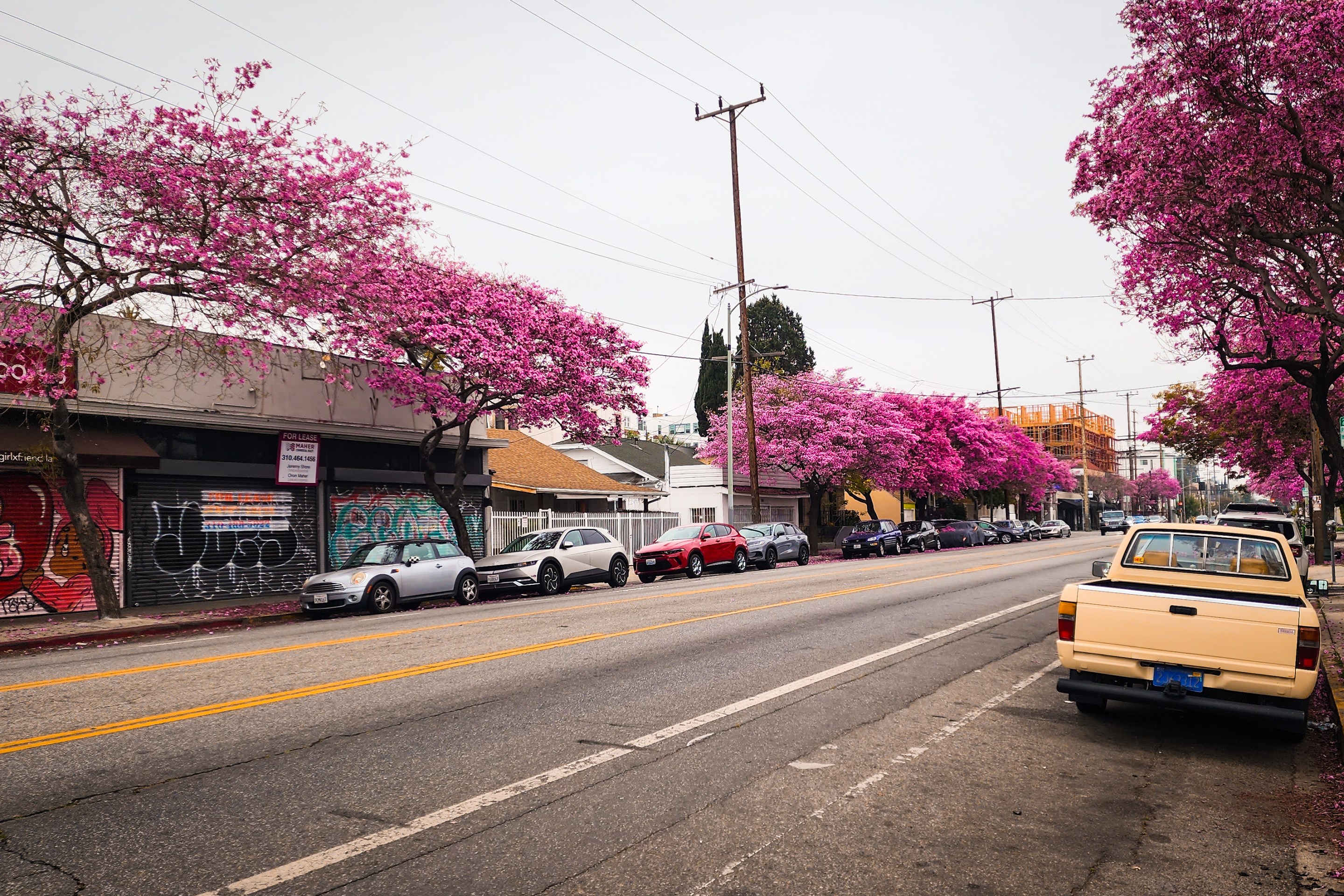 Pink trumpet trees in bloom line Virgil Avenue in East Hollywood.