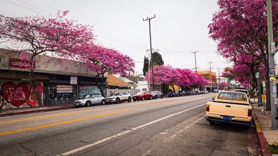 Iconic Virgil Village Pink Trumpet Trees Illegally Trimmed ‘Beyond Recovery’