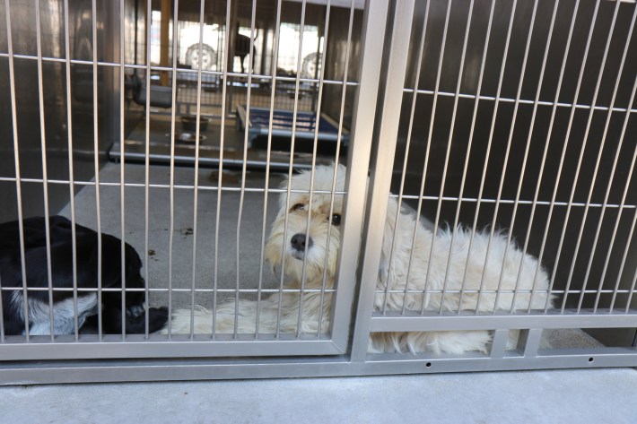 Toby, a two-year-old Apso mix, is temporarily separated from his sister and lies in his enclosure.