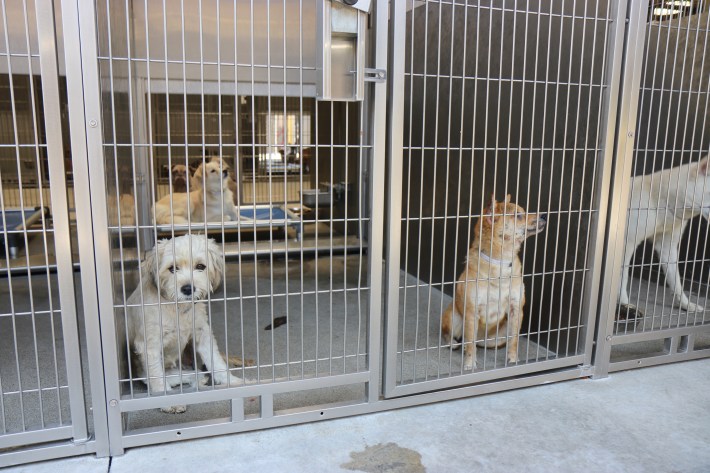 Pelusa, a two-year-old fluffly white Apso mix, sits in her enclosure.