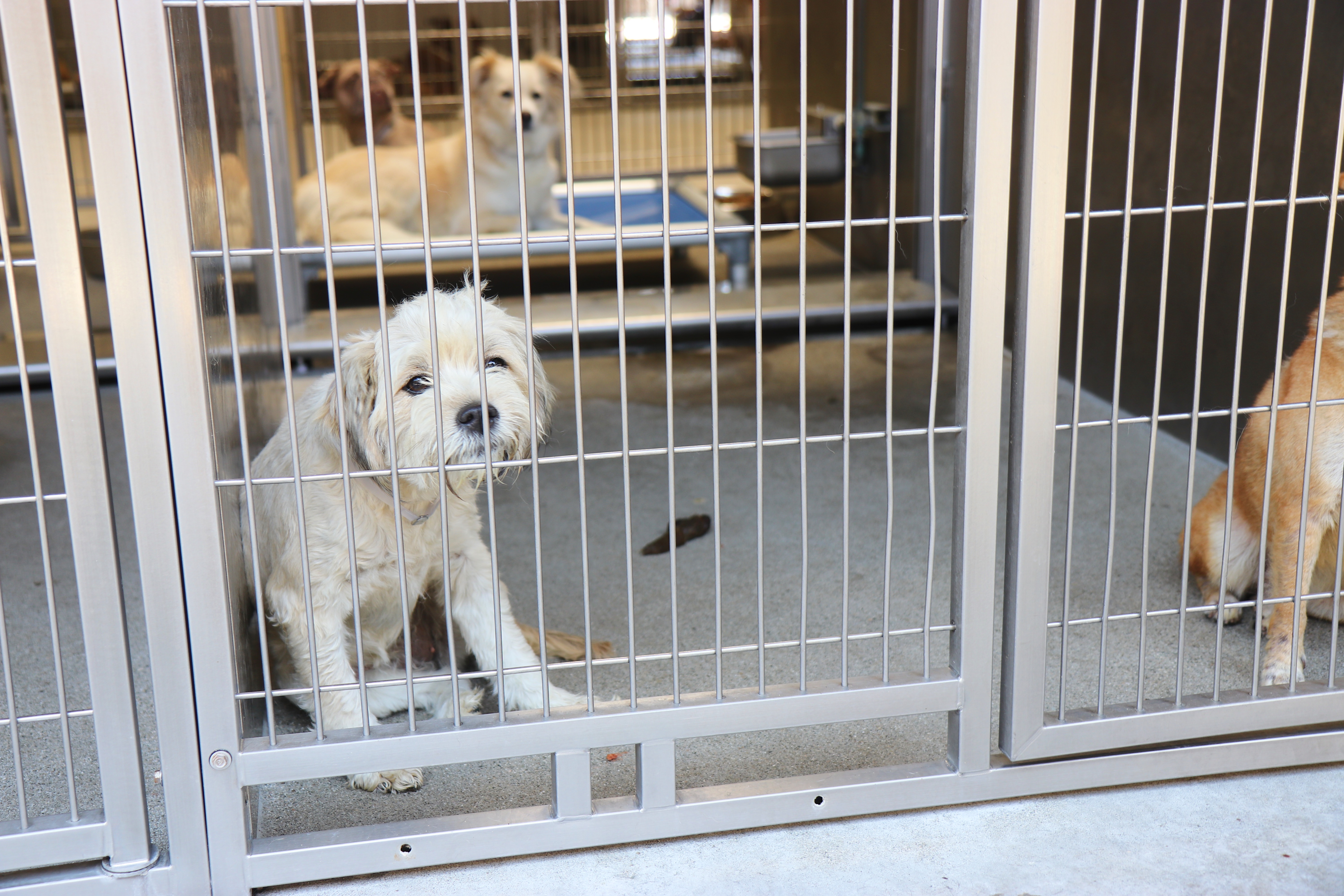 Pets Left Behind Due to L.A.’s ICE Raids Are Urgently In Need of New Homes