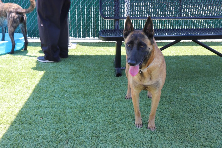 Canela, the five-year-old Belgian Malinois, was brought in with her brother Rust.