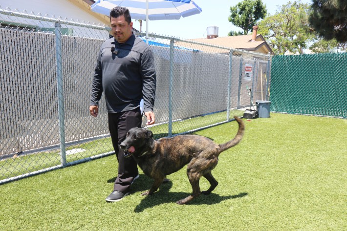 Joseph Navarrete, manager for the Downey Animal Care Center, attends to Rust, one of the dogs impacted by the ICE raids.