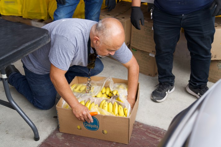 A volunteer crouching down to get some bananas ready to donate.