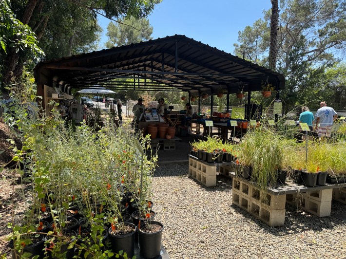 Native plants in containers at Theodore Payne's new nursery in Northeast Los Angeles. Photo by Marina Watanabe for L.A. TACO.