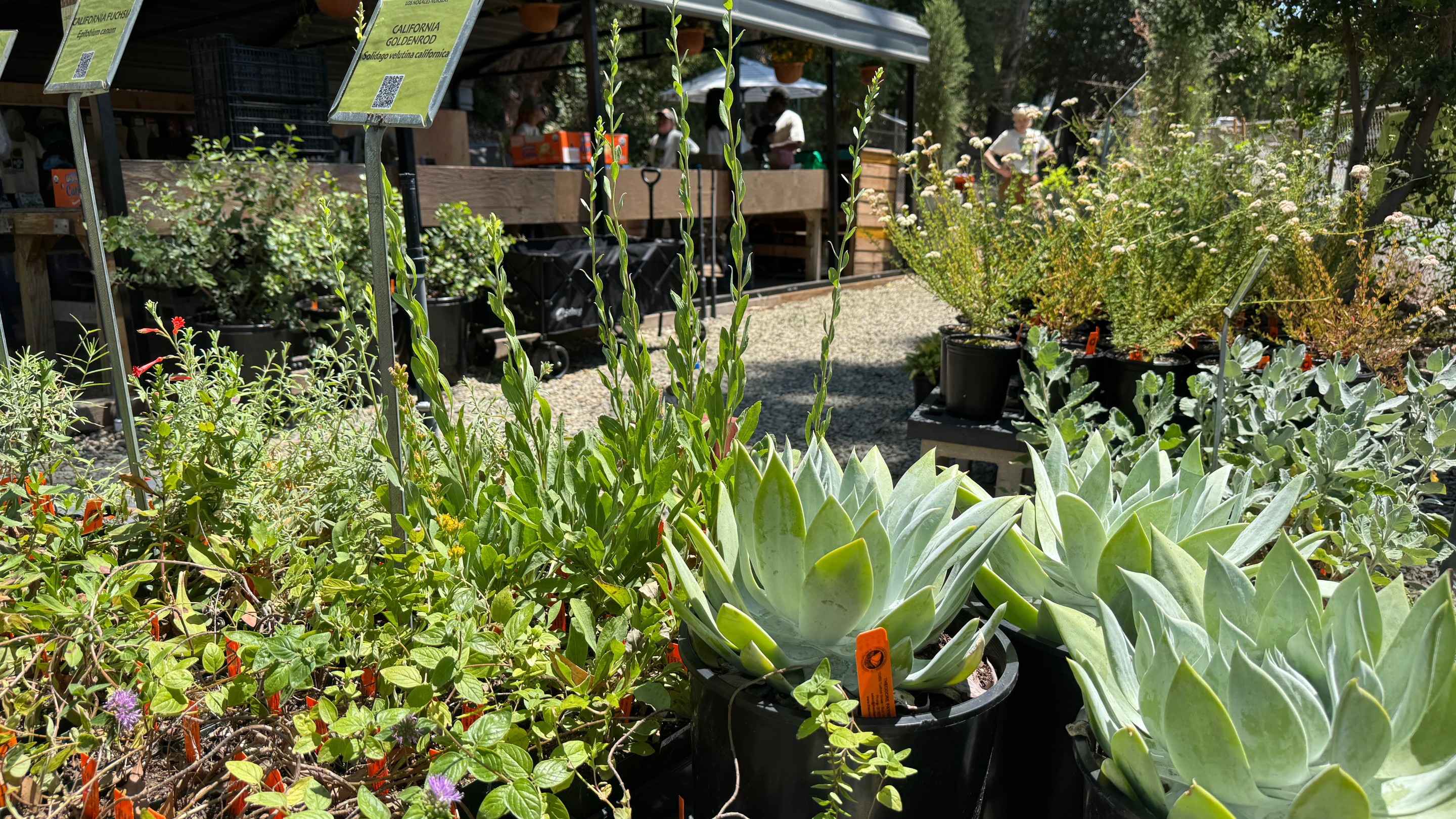 Native plants for sale at the newly opened Los Nogales Nursery at Debs Park. Photo by Marina Watanabe for L.A. TACO.