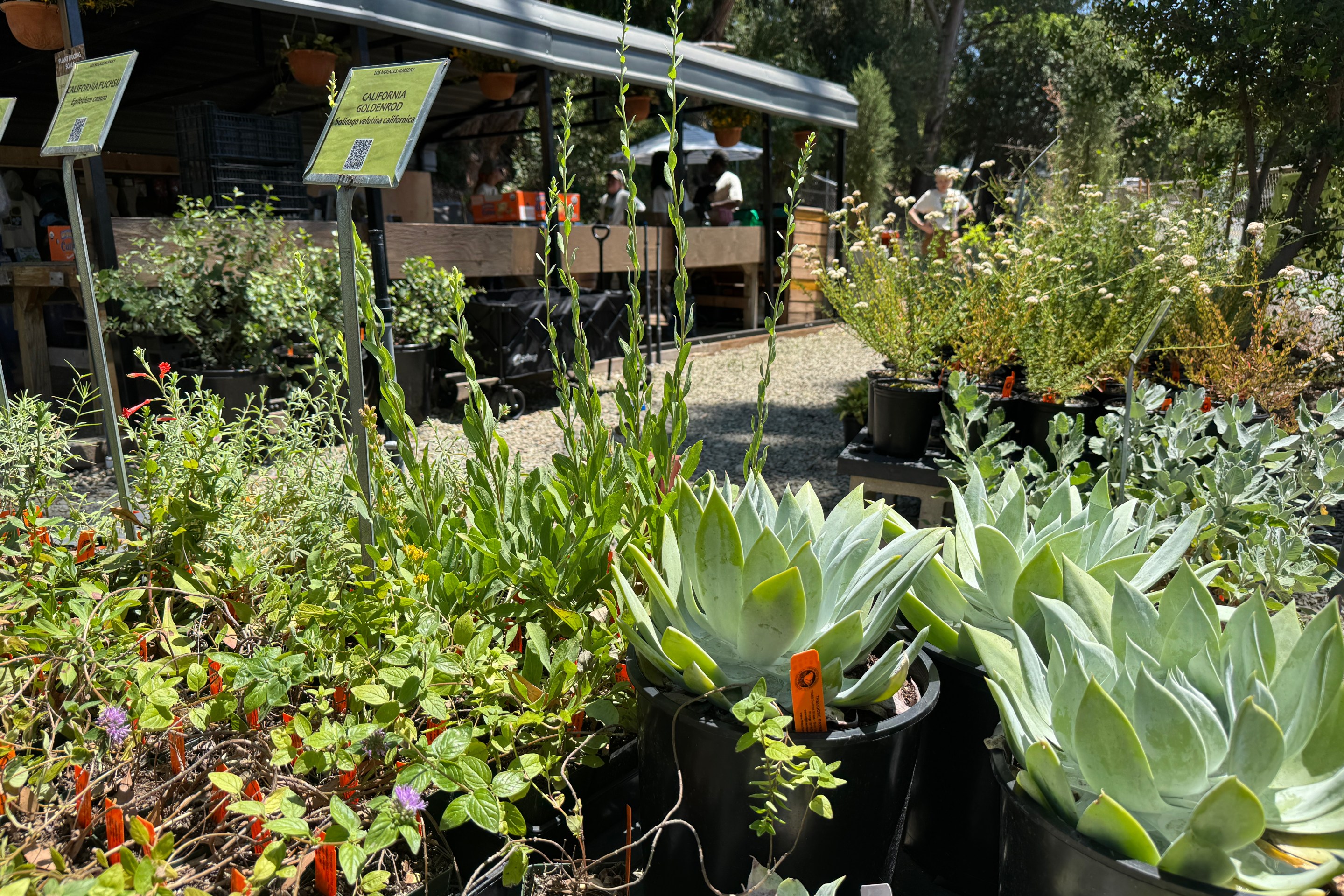 Native plants for sale at the newly opened Los Nogales Nursery at Debs Park. Photo by Marina Watanabe for L.A. TACO.