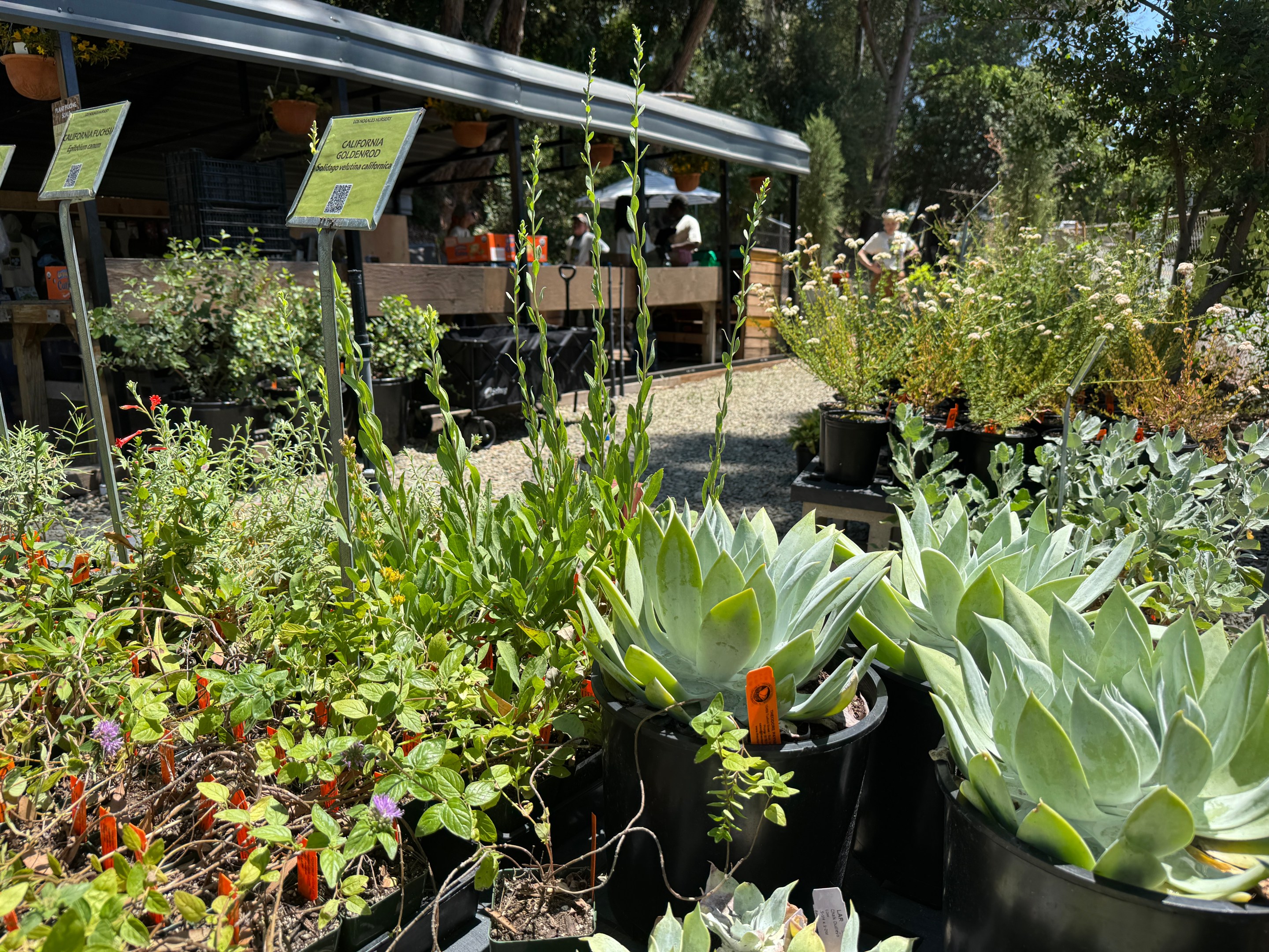 Native plants for sale at the newly opened Los Nogales Nursery at Debs Park. Photo by Marina Watanabe for L.A. TACO.