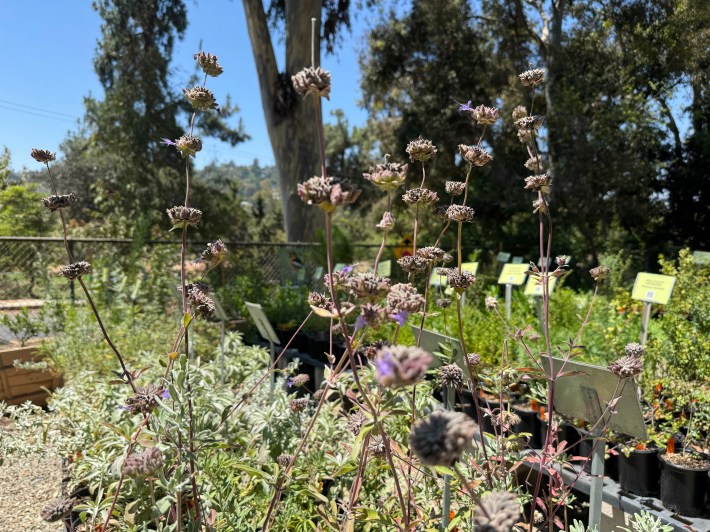 Pozo Blue Sage in bloom. Photo by Marina Watanabe for L.A. TACO.