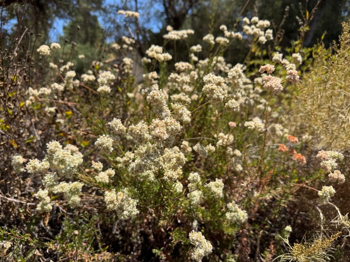 Wildflowers growing on the hillside at Debs Park. Photo by Marina Watanabe for L.A. TACO.
