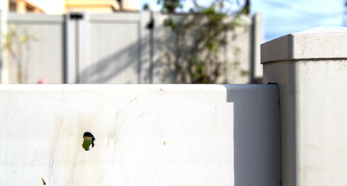 A bullet hole is seen in a white fence
