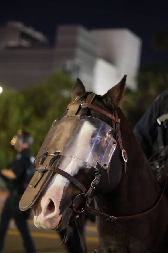 A scared horse at No Kings. Photo by Jonas March for L.A. TACO.