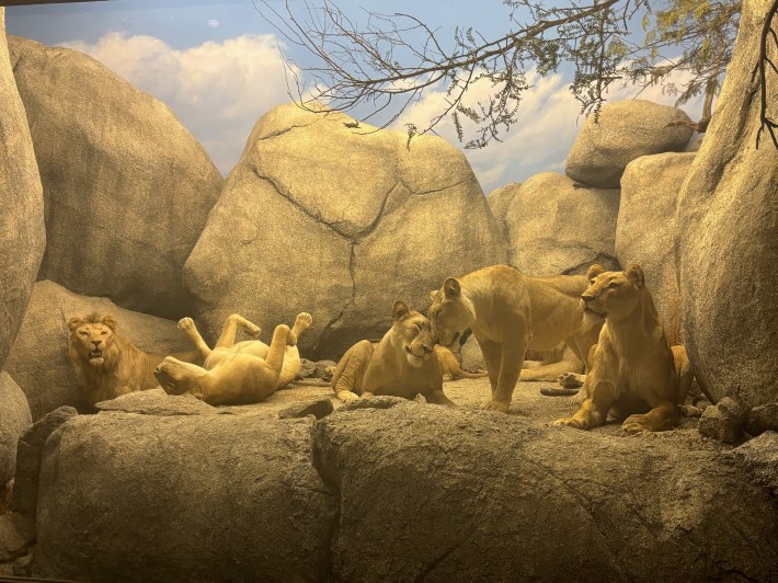 Five lions are displayed within the African Mammal Hall at the Natural History Museum of Los Angeles County. There is one male lion in the background, and four female lions relax in the foreground. One of the lionesses is lying on her back, and two of the other lionesses are nudging each other's heads.