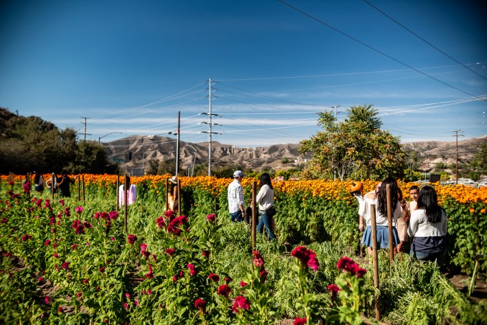 groups of people mingle within a flower field