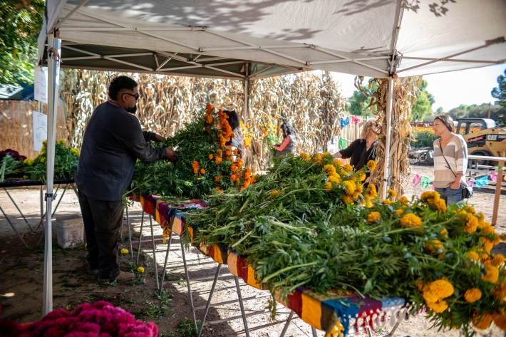 a man sorts flowers on a table beneath a tarp