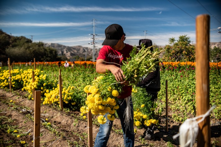 A man picks flowers from the ground