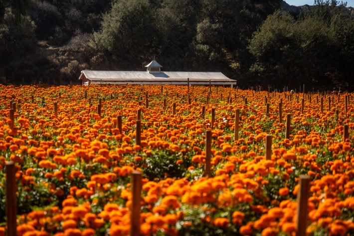 Many orange marigolds fill a field