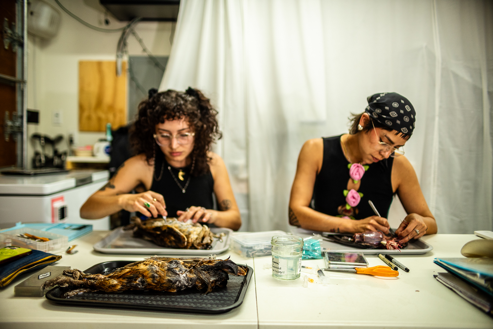 Two women sit next to one another and are working on preserving birds through taxidermy.