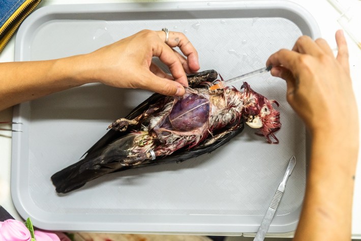 Two hands work on preserving a galah cockatoo, skinning the bird.