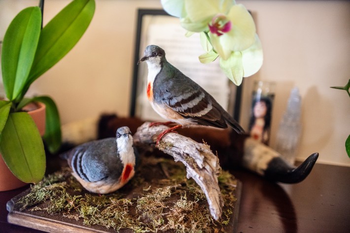 Two Luzon bleeding-heart doves rest in a natural scene. One is resting on a branch, and the other is on a patch of moss. The birds are grey with just a bit of red on their chests.