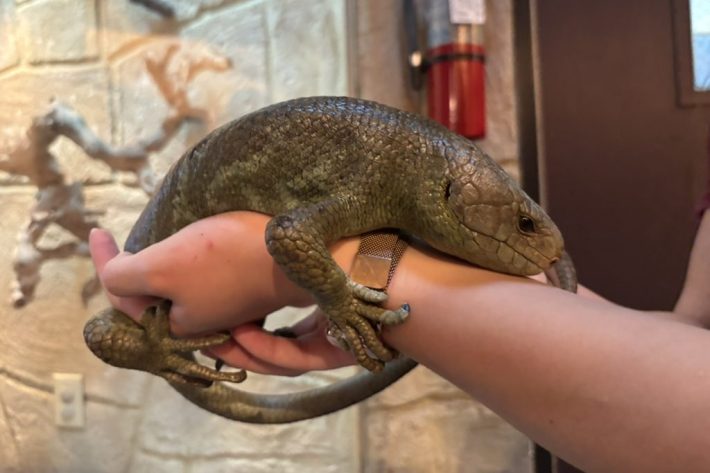 a skink is held by a human hand