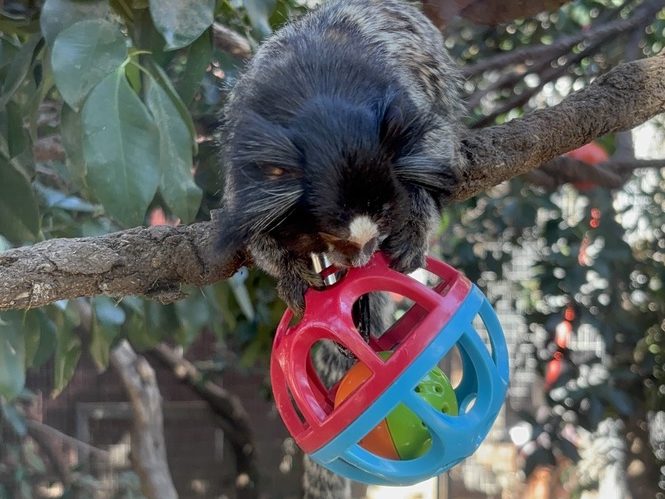 a monkey playing with a toy while sitting on a branch