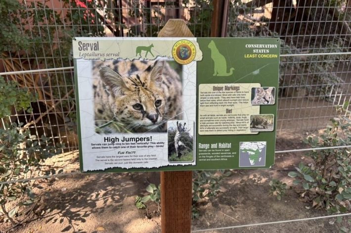 a sign explaining servals
