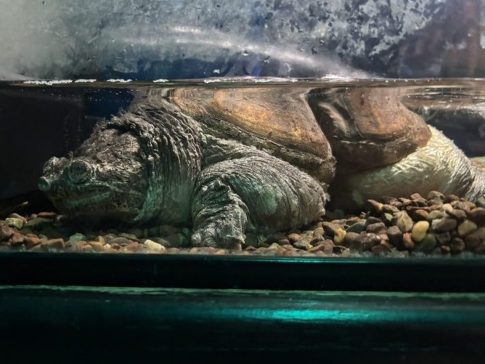 a turtle with a misshapen shell and body