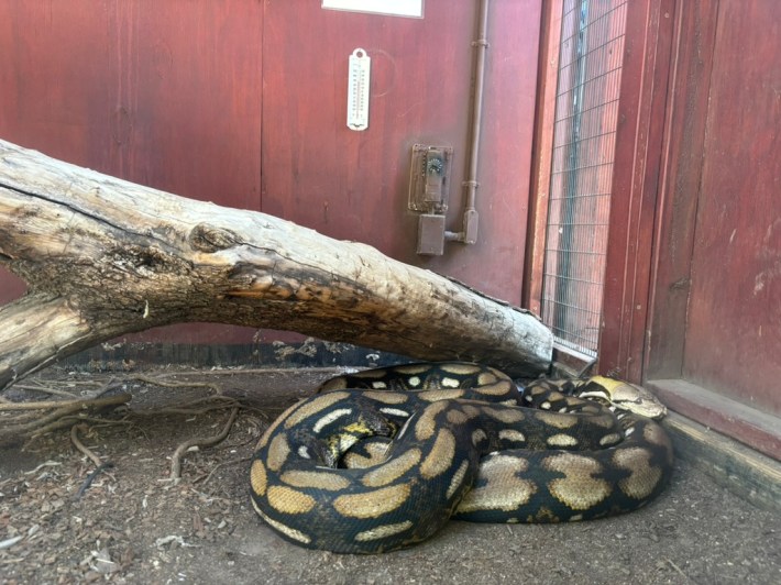 a large anaconda in a habitat