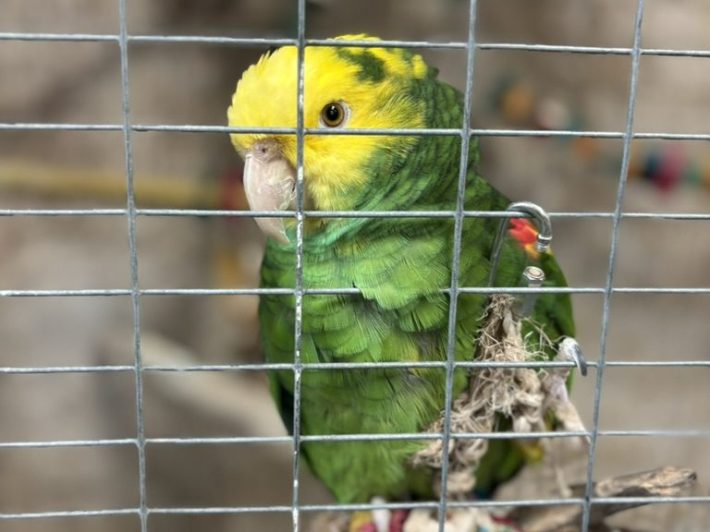 a yellow and green bird sits on a perch inside a cage