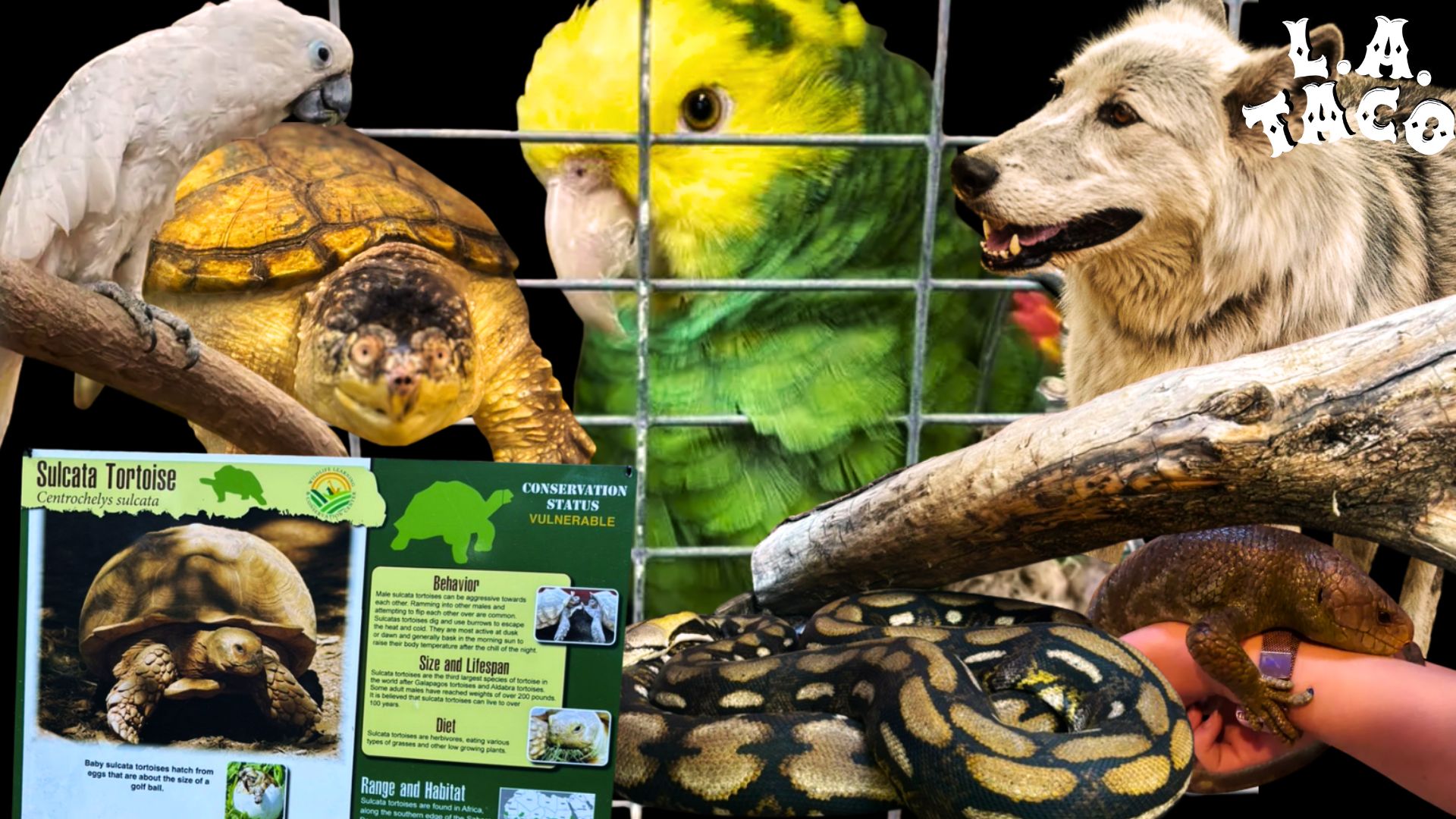 a collage of animals: birds, turtle, wolf, anaconda