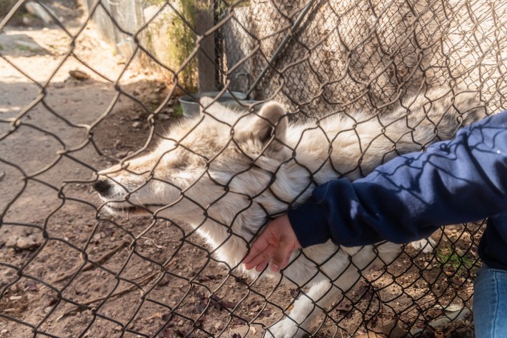 a hand brushing a wolf through a fence