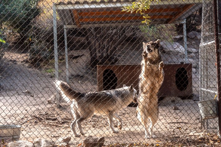 two wolves behind a fence