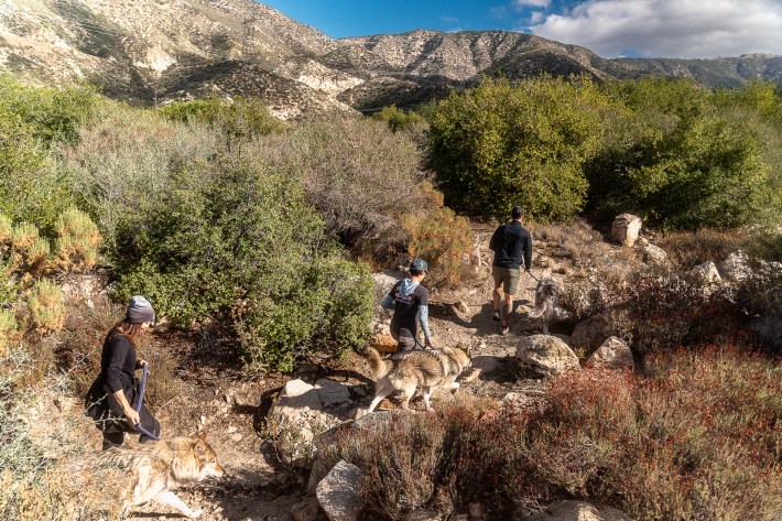a mountainous landscape. three workers hike with leashed wolves