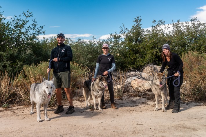three workers pose with three wolves