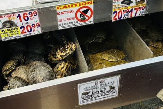 a grocery cooler selling turtles