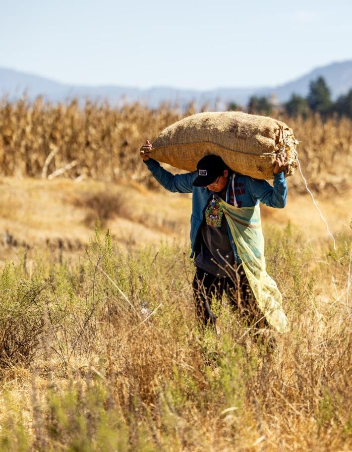Chef Oscar Segundo of Xokol carrying 70 kilograms of corn grown by his family.